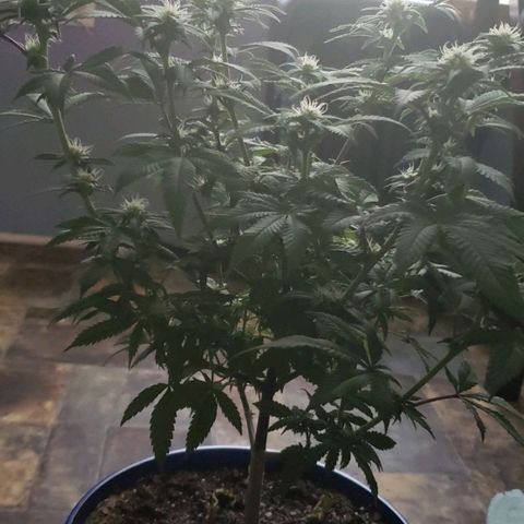 Unknown strain growlog timeline photo