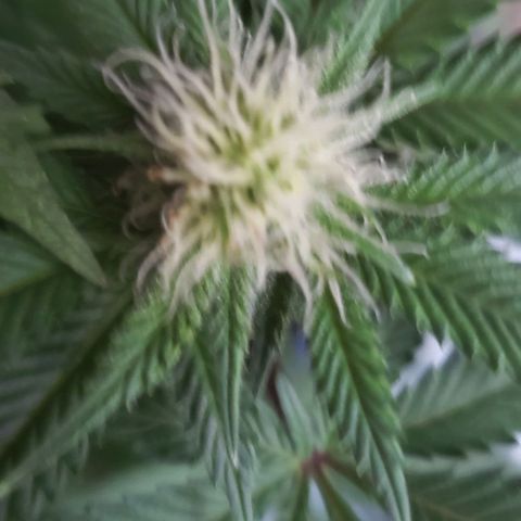 Unknown strain growlog timeline photo