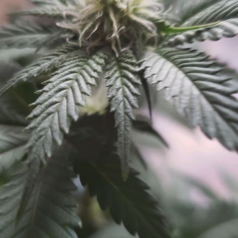 Unknown strain growlog timeline photo