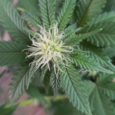 Unknown strain growlog timeline photo