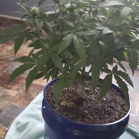 Unknown strain growlog timeline photo