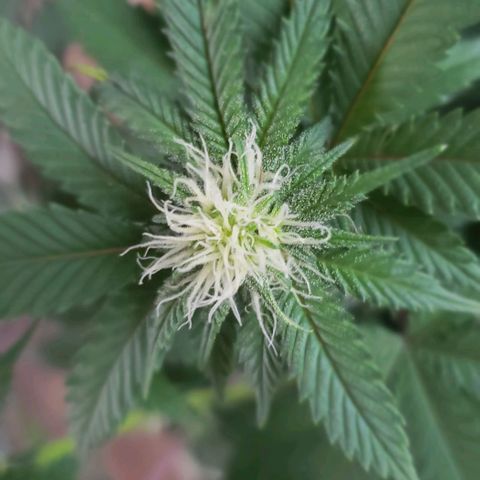 Unknown strain growlog timeline photo