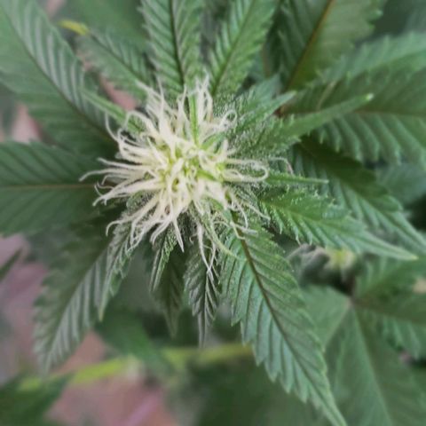 Unknown strain growlog timeline photo