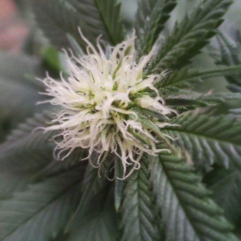 Unknown strain growlog timeline photo