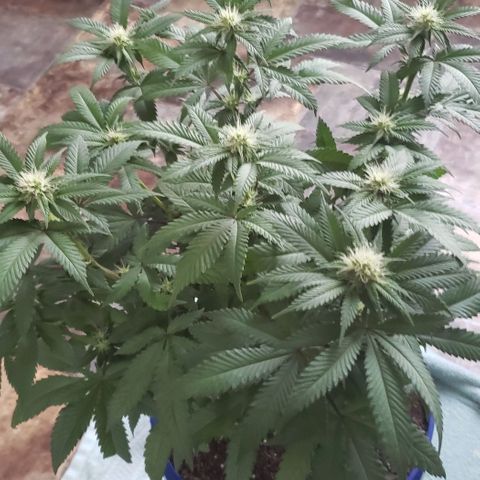 Unknown strain growlog timeline photo
