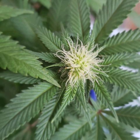 Unknown strain growlog timeline photo