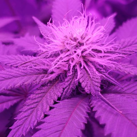 Unknown strain growlog timeline photo