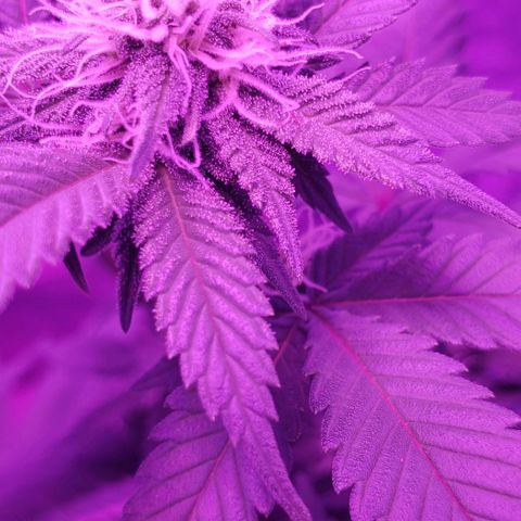 Unknown strain growlog timeline photo