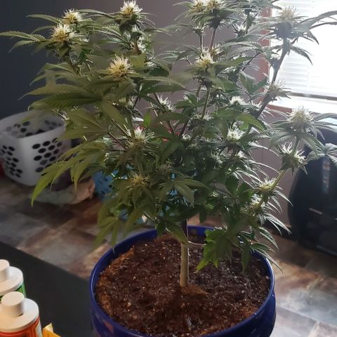 Unknown strain growlog timeline photo