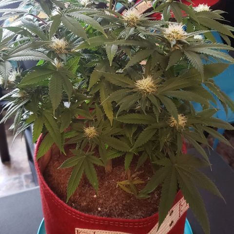 Unknown strain growlog timeline photo