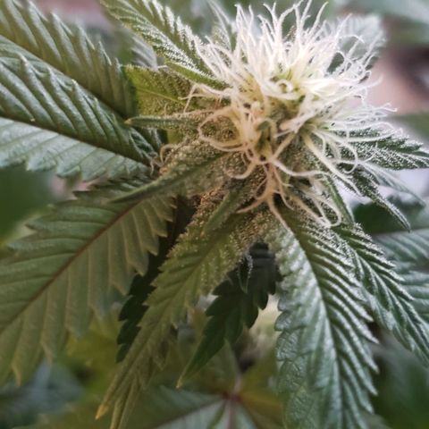 Unknown strain growlog timeline photo