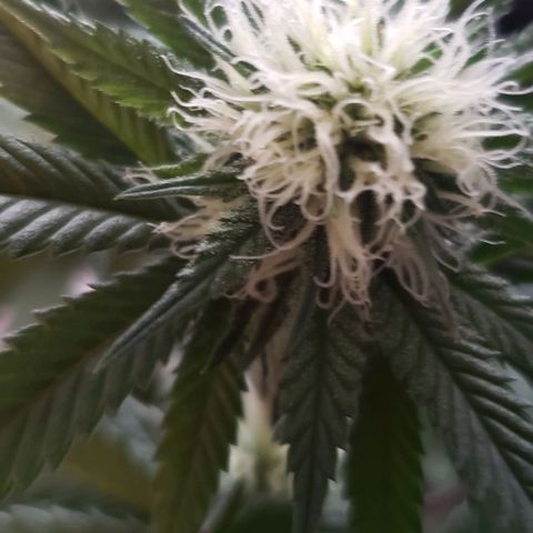 Unknown strain growlog timeline photo