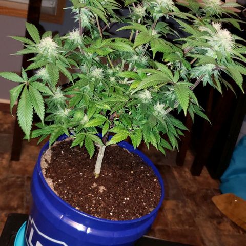 Unknown strain growlog timeline photo