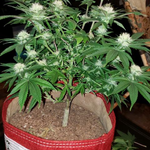 Unknown strain growlog timeline photo