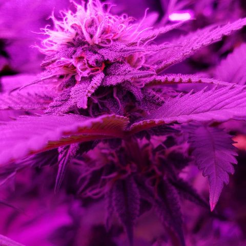 Unknown strain growlog timeline photo