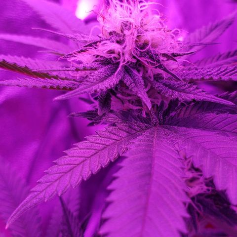 Unknown strain growlog timeline photo