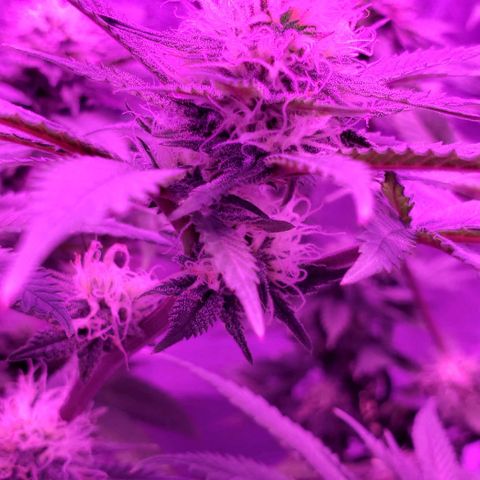Unknown strain growlog timeline photo