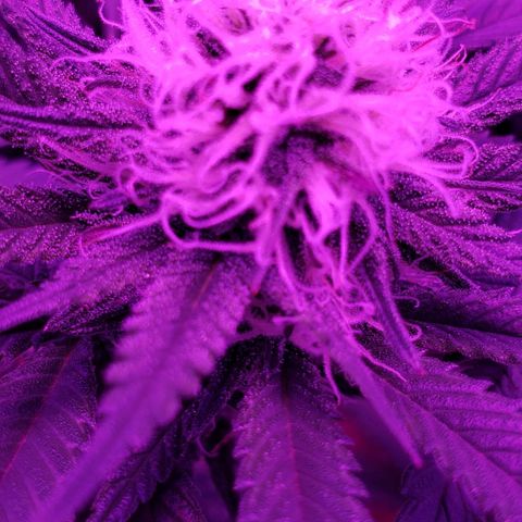 Unknown strain growlog timeline photo