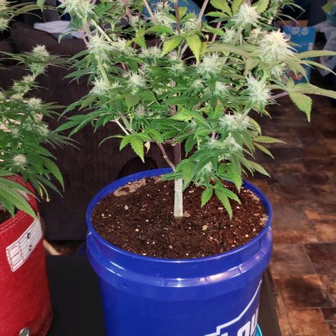 Unknown strain growlog timeline photo