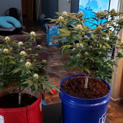 Unknown strain growlog timeline photo