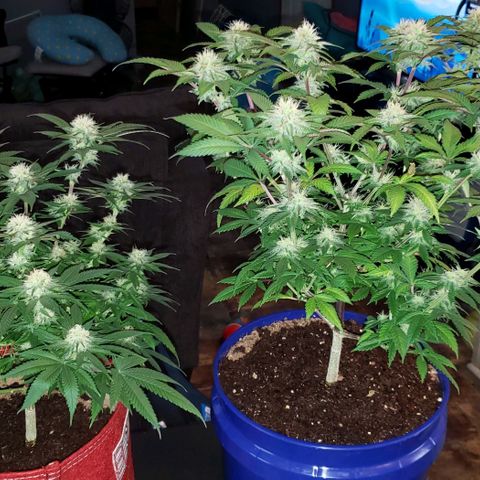 Unknown strain growlog timeline photo