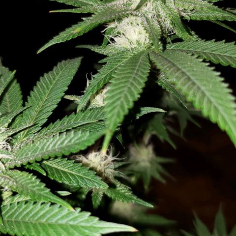 Unknown strain growlog timeline photo