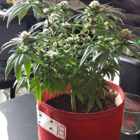 Unknown strain growlog timeline photo