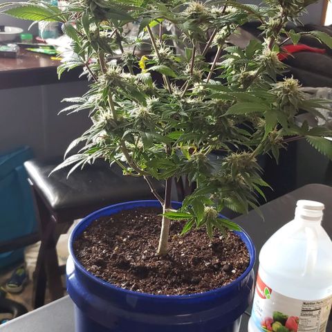 Unknown strain growlog timeline photo