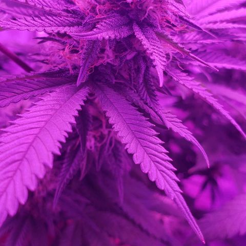 Unknown strain growlog timeline photo