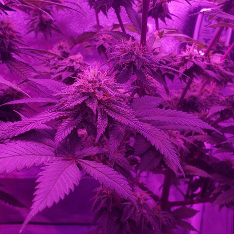 Unknown strain growlog timeline photo