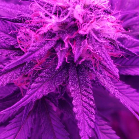 Unknown strain growlog timeline photo