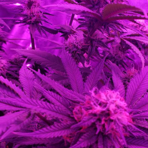 Unknown strain growlog timeline photo