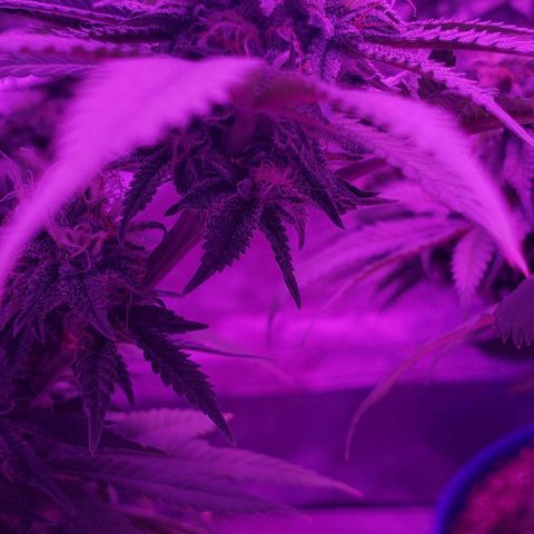 Unknown strain growlog timeline photo