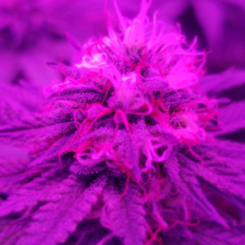 Unknown strain growlog timeline photo