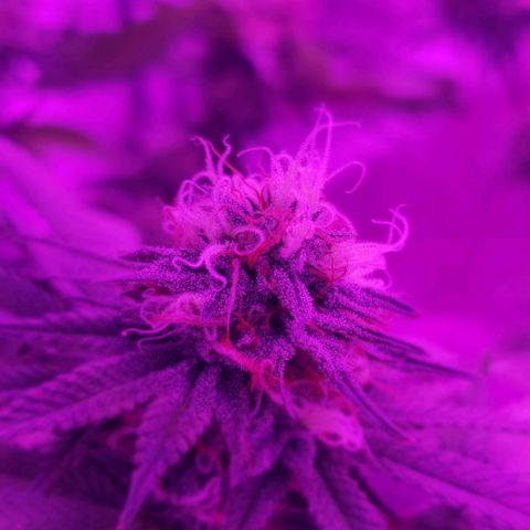 Unknown strain growlog timeline photo