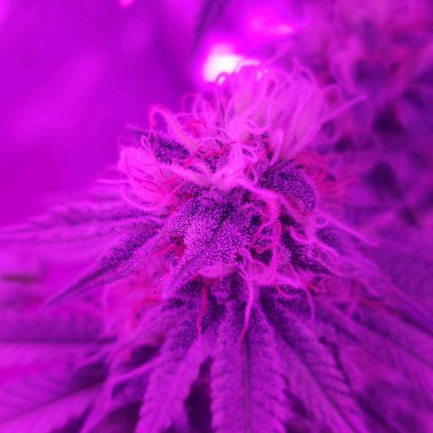 Unknown strain growlog timeline photo
