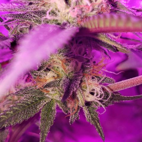 Unknown strain growlog timeline photo