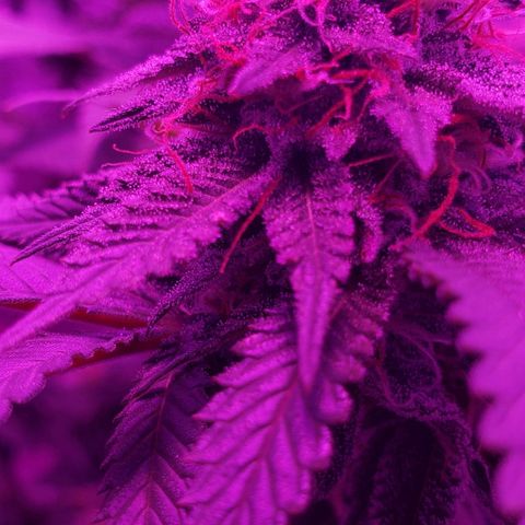 Unknown strain growlog timeline photo