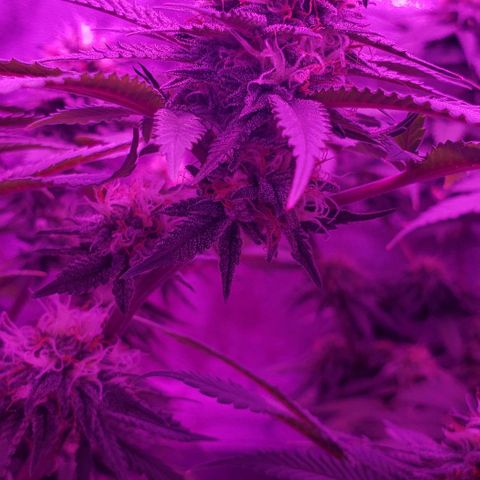 Unknown strain growlog timeline photo