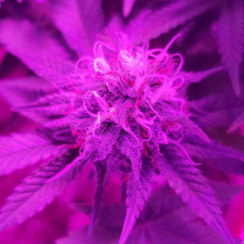 Unknown strain growlog timeline photo