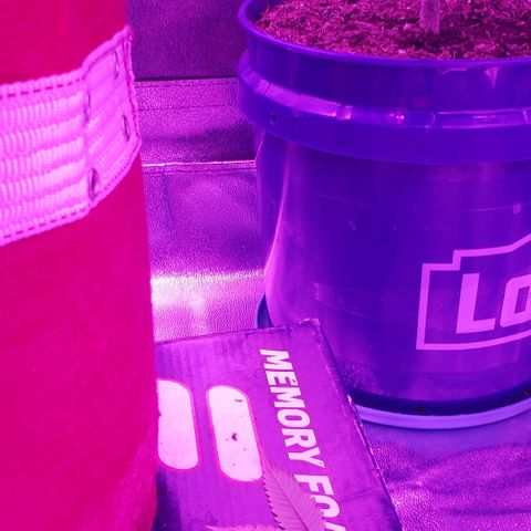 Unknown strain growlog timeline photo