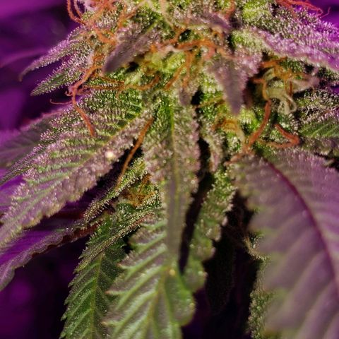 Unknown strain growlog timeline photo