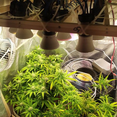 Mery growlog in Бокс 60