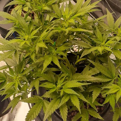 GDP #1 growlog timeline photo