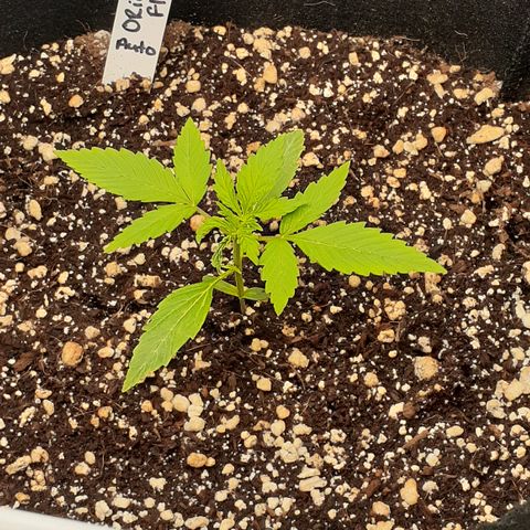 OF1 growlog timeline photo