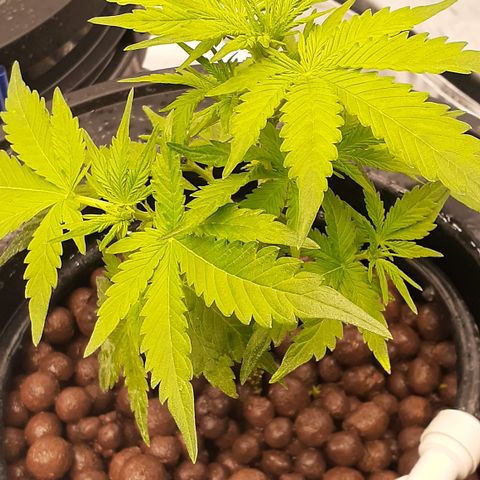 AP growlog timeline photo