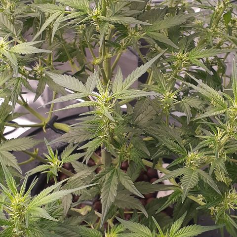 GDP #1 growlog timeline photo