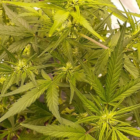 GDP #1 growlog timeline photo