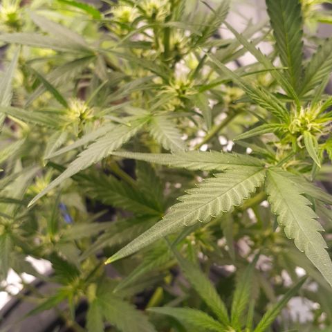 GDP #1 growlog timeline photo
