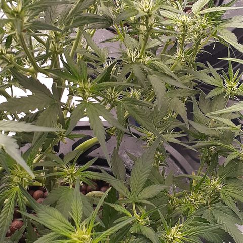 GDP #1 growlog timeline photo